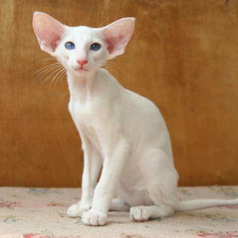 十大必备猫游戏,揭秘猫咪娱乐新潮流 十大必备猫游戏,揭秘猫咪娱乐新潮流