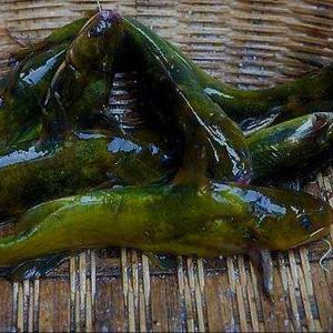 红烧鲢鱼块秘制攻略:最强蜗牛美食新境界 红烧鲢鱼块秘制攻略:最强蜗牛美食新境界