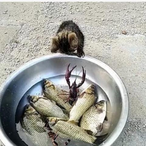 探秘动物餐厅:揭秘四位稀有摊主背后的独特魅力 探秘动物餐厅:揭秘四位稀有摊主背后的独特魅力