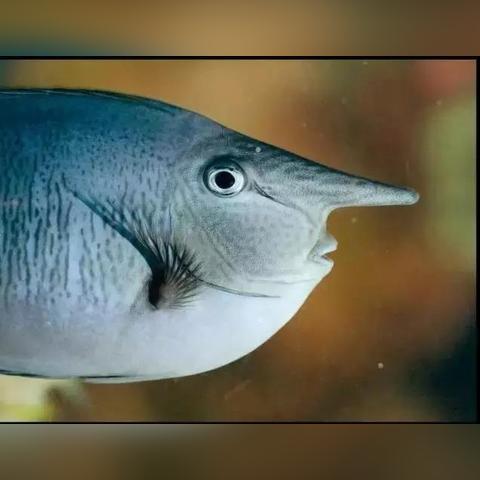 《大神》鱼类全攻略:区域分布及售价揭秘 《大神》鱼类全攻略:区域分布及售价揭秘