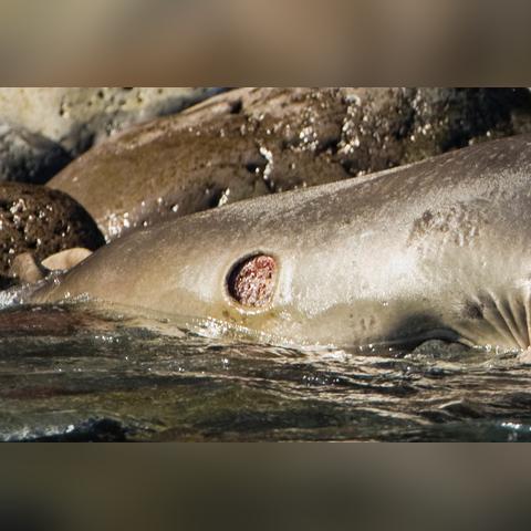 十大经典潜艇游戏盘点：探寻深海探险的极致魅力