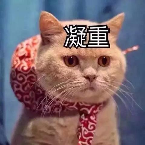 热门猫游戏盘点:人气飙升的喵星乐园推荐 热门猫游戏盘点:人气飙升的喵星乐园推荐