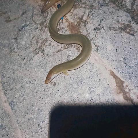 《世界拉力锦标赛5》夜幕赛道首曝,沉浸式光影竞速体验 《世界拉力锦标赛5》夜幕赛道首曝,沉浸式光影竞速体验