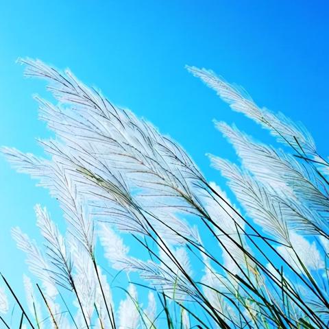 纸牌乐趣盘点:揭秘十大经典纸牌游戏魅力排行 纸牌乐趣盘点:揭秘十大经典纸牌游戏魅力排行