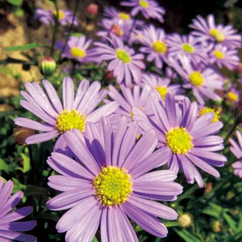 高效布局策略,道天录伴生物产量翻倍提升秘籍 高效布局策略,道天录伴生物产量翻倍提升秘籍