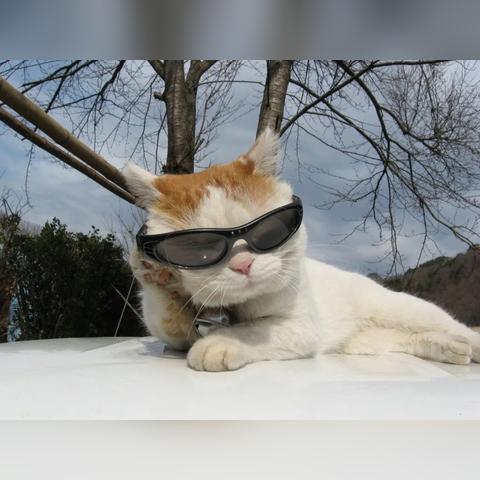 热门猫游戏盘点：揭秘高人气猫咪游戏排行新风向