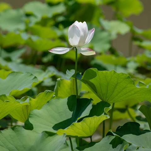 《独家揭秘!玩家难以捕捉的神级游戏美图大赏》 《独家揭秘!玩家难以捕捉的神级游戏美图大赏》