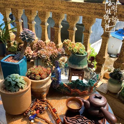 嘟嘟技能实战解析:深度揭秘无期迷途新价值 嘟嘟技能实战解析:深度揭秘无期迷途新价值