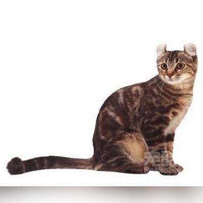 热门宠物游戏盘点:揭秘高人气玩法推荐 热门宠物游戏盘点:揭秘高人气玩法推荐