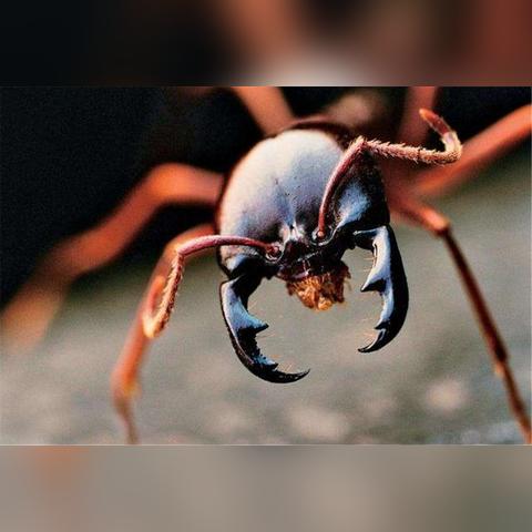 小小蚁国工蚁兵蚁深度解析:揭秘蚁群智慧新奥秘 小小蚁国工蚁兵蚁深度解析:揭秘蚁群智慧新奥秘