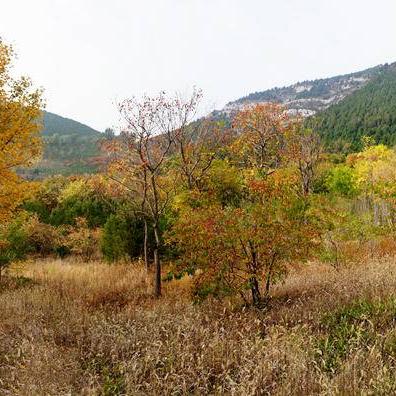 《VR露营新体验！《摇曳露营山麓露营场篇》Steam热销中》