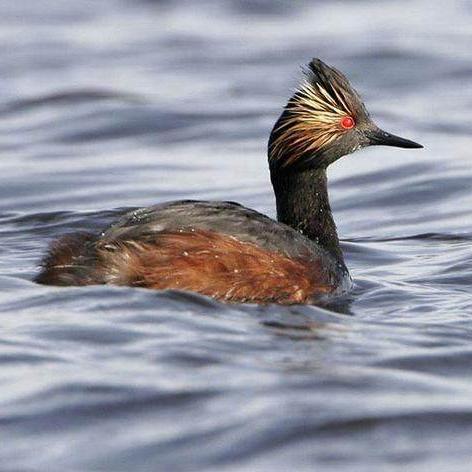 鸟游戏盘点:十大热门鸟类游戏,不容错过的飞行盛宴 鸟游戏盘点:十大热门鸟类游戏,不容错过的飞行盛宴
