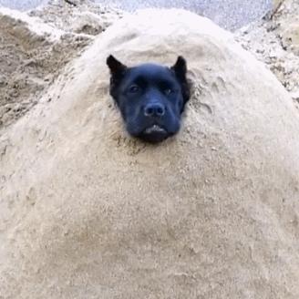 热门狗游戏盘点：揭秘十大最受欢迎的狗狗游戏排行