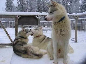 热狗游戏排行揭秘：盘点最受欢迎的狗主题游戏榜单