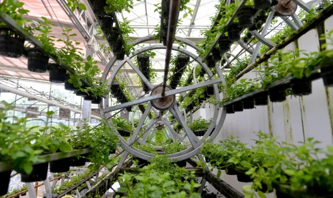 四叶草农场微缩奇观,农业革新新视界 四叶草农场微缩奇观,农业革新新视界