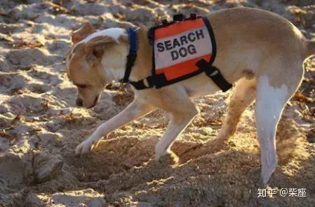 热荐狗游戏：盘点最受欢迎的趣味狗类游戏