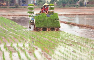 恐龙小岛种田生存攻略:揭秘高效农业新秘籍 恐龙小岛种田生存攻略:揭秘高效农业新秘籍
