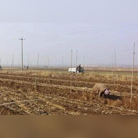 四月星座攻略:老农种树高效收集秘籍大揭秘 四月星座攻略:老农种树高效收集秘籍大揭秘