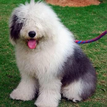 游戏镜头大揭秘:那些抢风头的明星狗狗盘点 游戏镜头大揭秘:那些抢风头的明星狗狗盘点