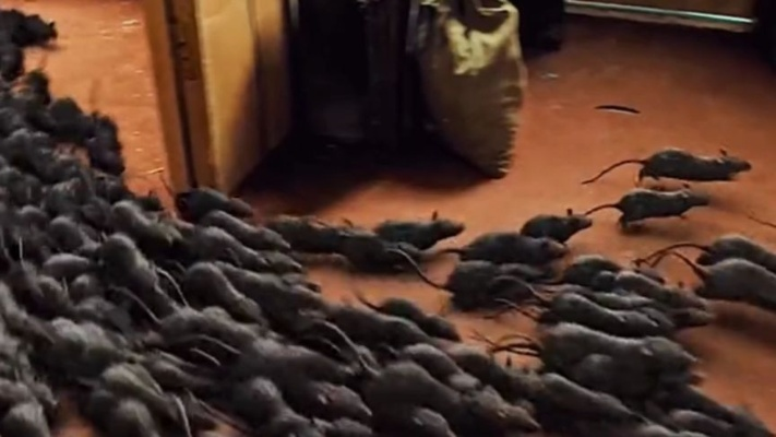 墨西哥丛林惊现:变异老鼠狂咬士兵,揭秘生存危机新篇章 墨西哥丛林惊现:变异老鼠狂咬士兵,揭秘生存危机新篇章