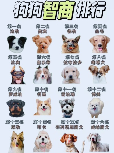 十大经典狗游戏盘点:探索最佳互动乐趣 十大经典狗游戏盘点:探索最佳互动乐趣