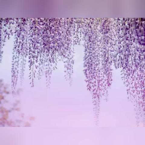 植物大战僵尸2超Z攻略:高效上分秘籍大公开 植物大战僵尸2超Z攻略:高效上分秘籍大公开