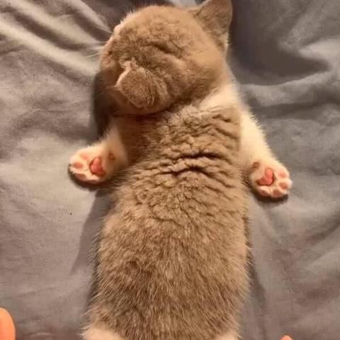 《萌宠集结！盘点游戏中那些让人爱不释手的宠物》