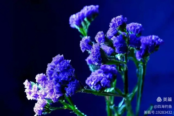 《勿忘我》新预告来袭!神秘角色首度曝光! 《勿忘我》新预告来袭!神秘角色首度曝光!