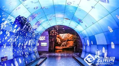 化石博物馆高效摆放秘籍:布局优化新攻略 化石博物馆高效摆放秘籍:布局优化新攻略