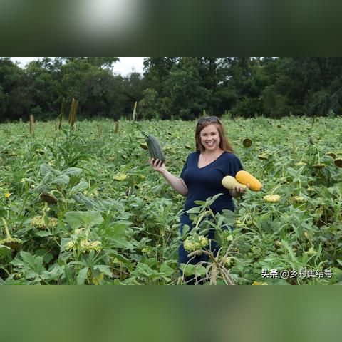 十大经典农场模拟游戏盘点:揭秘农业乐趣新体验 十大经典农场模拟游戏盘点:揭秘农业乐趣新体验