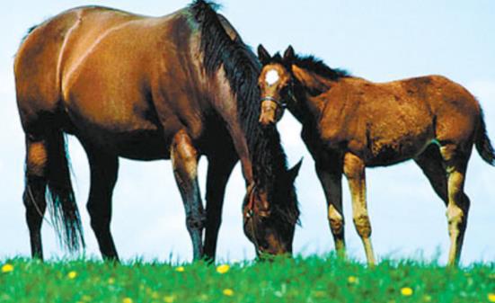马匹竞技巅峰,盘点热门游戏排行榜前十佳选 马匹竞技巅峰,盘点热门游戏排行榜前十佳选