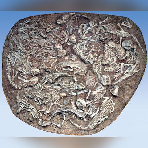 化石博物馆高效摆放技巧揭秘:布局优化新攻略 化石博物馆高效摆放技巧揭秘:布局优化新攻略