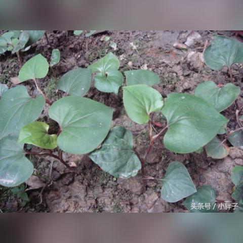 《辐射4》致敬经典:揭秘《辐射》与《辐射2》融合新玩法 《辐射4》致敬经典:揭秘《辐射》与《辐射2》融合新玩法