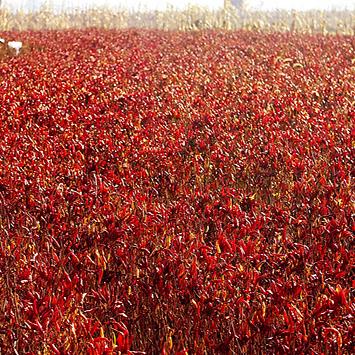 盘点十大经典农场模拟游戏,解锁农业经营新境界 盘点十大经典农场模拟游戏,解锁农业经营新境界