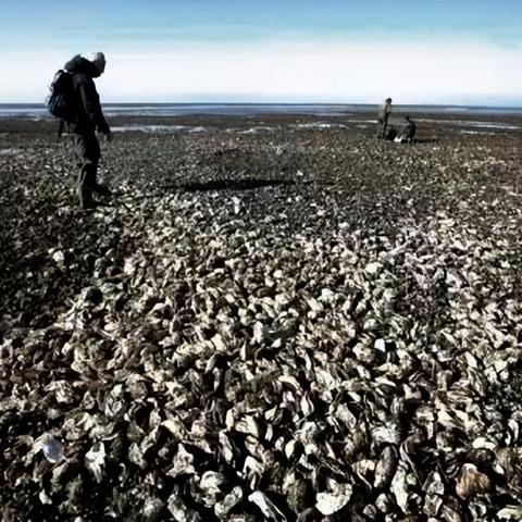 精选趣味生物收集:探索游戏新境界 精选趣味生物收集:探索游戏新境界