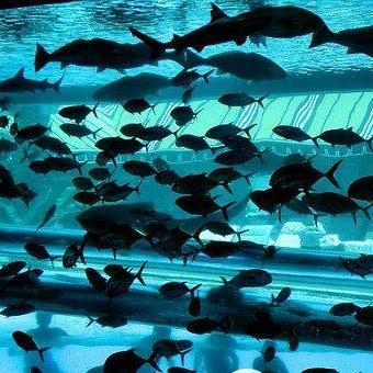 动物餐厅露台攻略:解锁高效经营新秘籍 动物餐厅露台攻略:解锁高效经营新秘籍