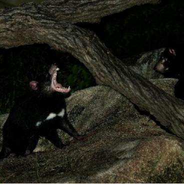 恶魔之塔快速通关秘籍:1-7层攻略全解析,解锁新技能 恶魔之塔快速通关秘籍:1-7层攻略全解析,解锁新技能