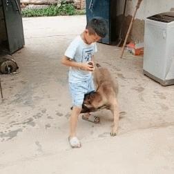 热门狗游戏盘点:揭秘最佳狗类游戏推荐 热门狗游戏盘点:揭秘最佳狗类游戏推荐