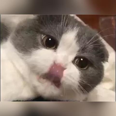 猫咪玩家必看!盘点十大热门猫游戏,解锁全新趣味体验 猫咪玩家必看!盘点十大热门猫游戏,解锁全新趣味体验