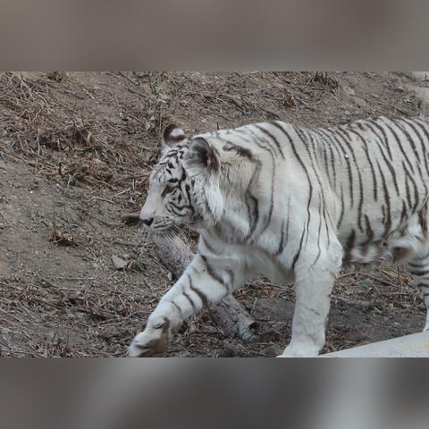 终极庇护所最强流派深度解析:掌握新战术,制胜之道揭秘 终极庇护所最强流派深度解析:掌握新战术,制胜之道揭秘
