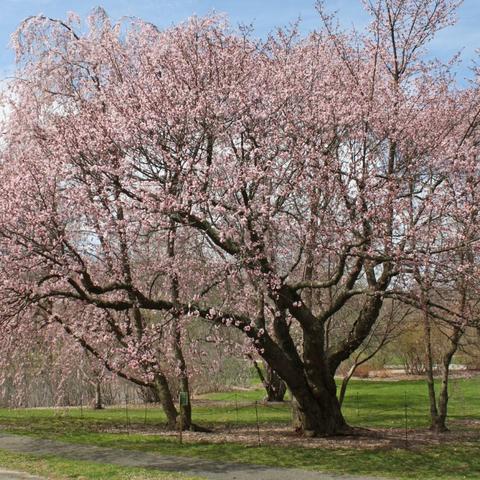 《植物大战僵尸》社交版即将登陆Facebook!全新玩法等你来战 《植物大战僵尸》社交版即将登陆Facebook!全新玩法等你来战