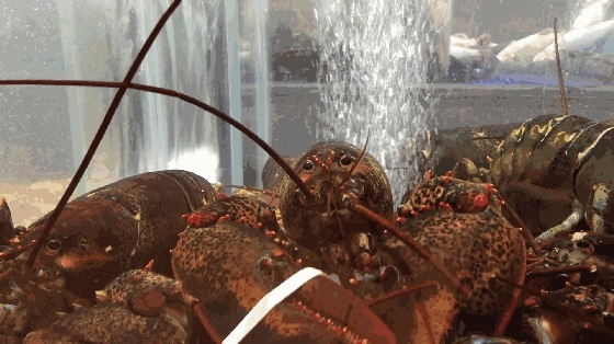 古神降临!海鲜军团狂撕活人,揭秘海鲜霸主新纪元 古神降临!海鲜军团狂撕活人,揭秘海鲜霸主新纪元