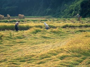 寂静风田耕作暖意，心灵疗愈新体验