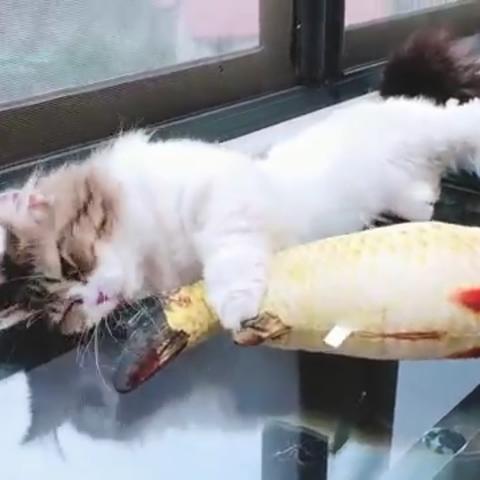 恐龙公园铲屎官养成记:揭秘新宠养成攻略 恐龙公园铲屎官养成记:揭秘新宠养成攻略