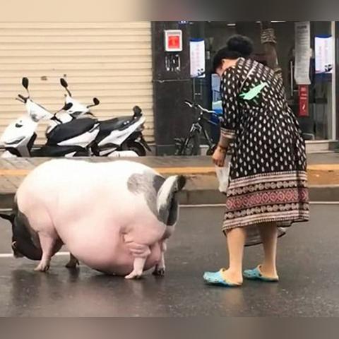 精选盘点:最佳宠物游戏,趣味无限体验新潮 精选盘点:最佳宠物游戏,趣味无限体验新潮