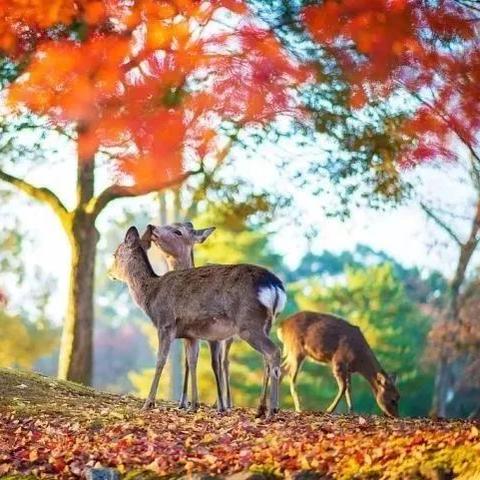 《塞尔达传说》宁静公主采集秘境大揭秘! 《塞尔达传说》宁静公主采集秘境大揭秘!