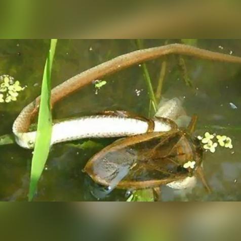 昆虫族新霸主:揭秘决斗链接神秘战术革新 昆虫族新霸主:揭秘决斗链接神秘战术革新