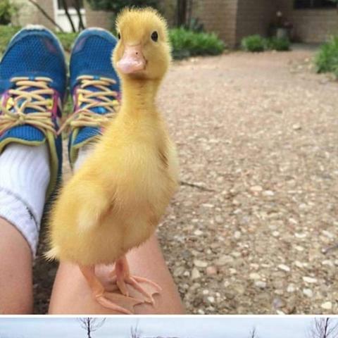 热门宠物游戏盘点:揭秘趣味排行新风向 热门宠物游戏盘点:揭秘趣味排行新风向