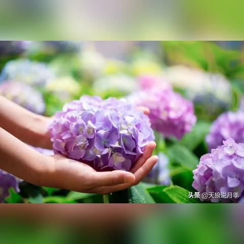 十大精选治愈系游戏,耐玩排行揭示心灵疗愈之旅 十大精选治愈系游戏,耐玩排行揭示心灵疗愈之旅