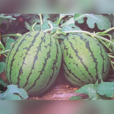 ATLAS生存攻略:揭秘全新生存秘籍 ATLAS生存攻略:揭秘全新生存秘籍